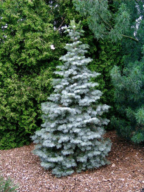 Abies concolor 'Archers Dwarf'